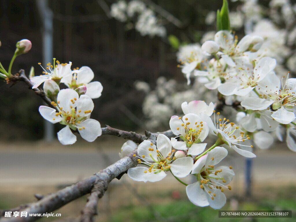 枝头绽放的洁白花朵
