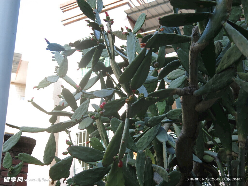 窗边绿植展现生机活力