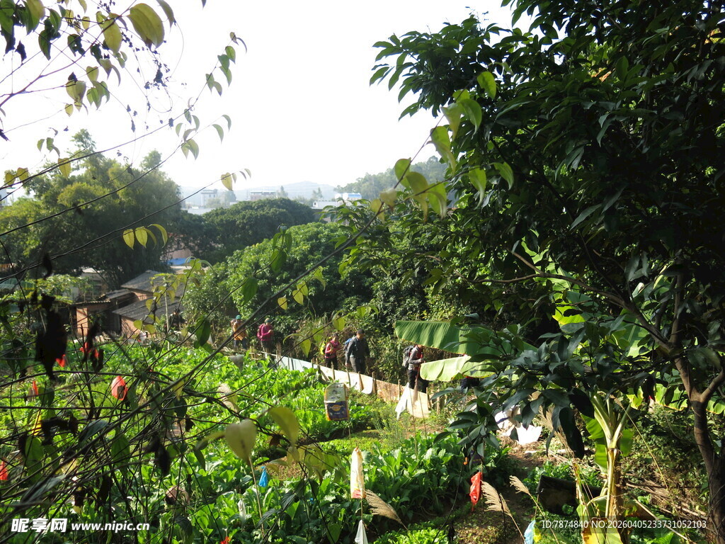 山间绿意盎然的田园小径