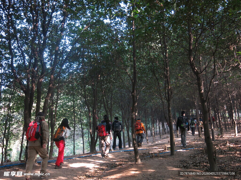 森林中徒步的人群