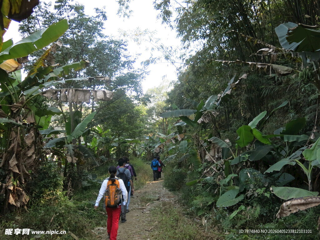 徒步者穿行于茂密林间小道