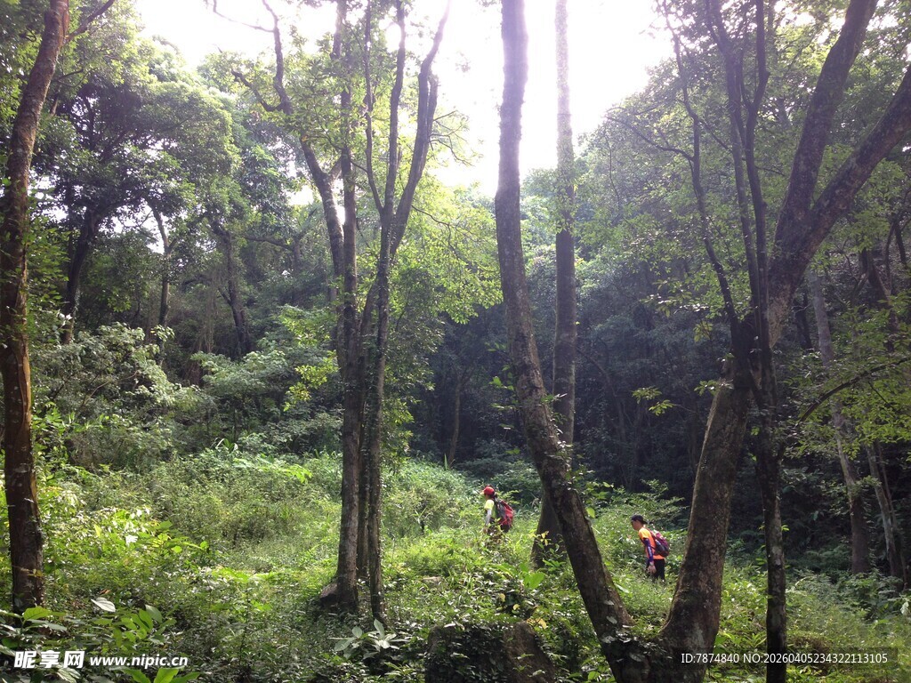 阳光洒落的茂密森林