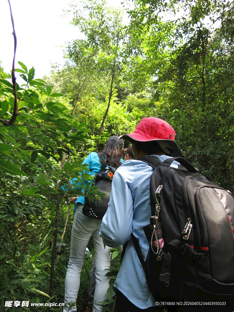 徒步者穿行于茂密林间