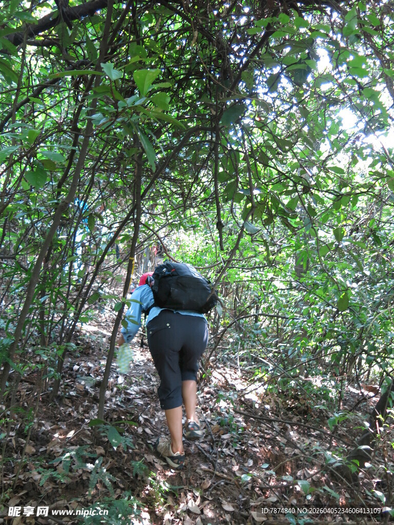 徒步者穿行于茂密树林间