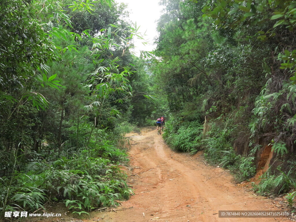 林间土路 绿意盎然的小径