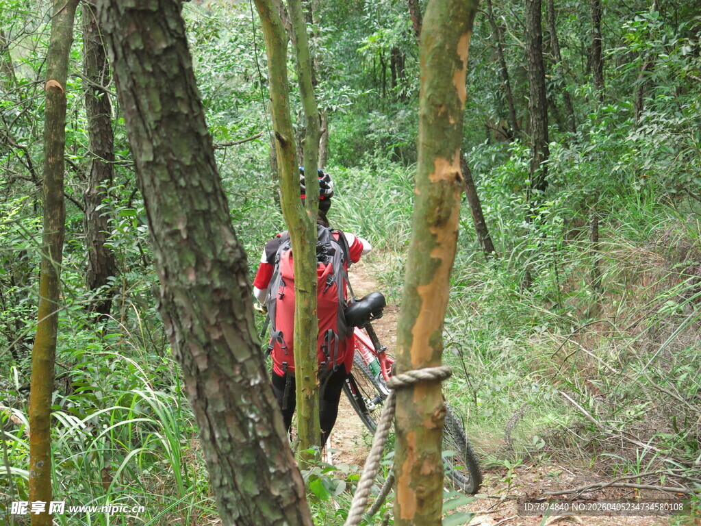 徒步者穿行于茂密林间