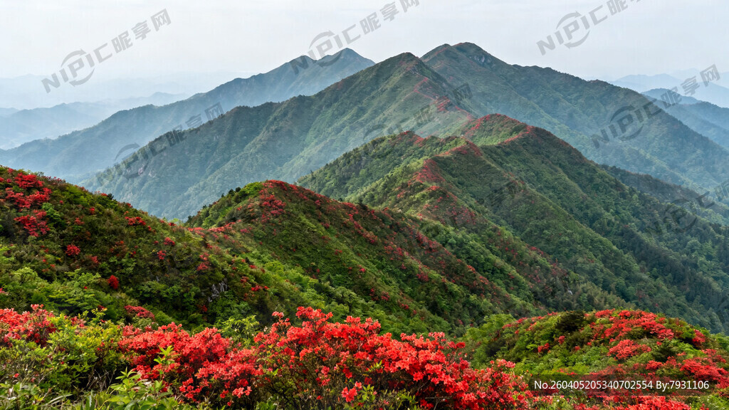 绿色的山体 红色映山红做点缀