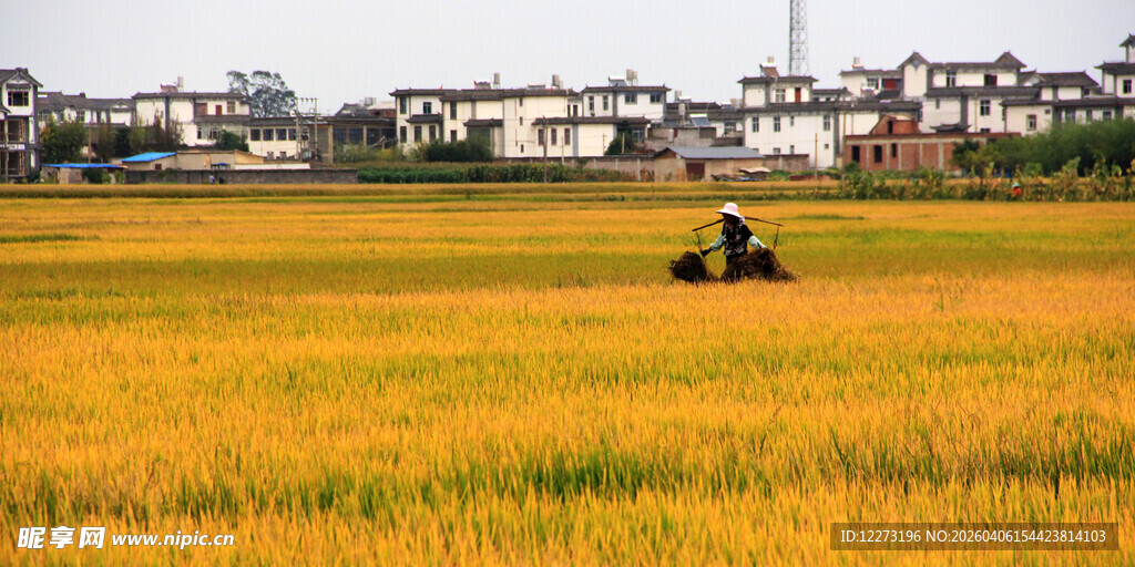 金黄稻田中的农机作业