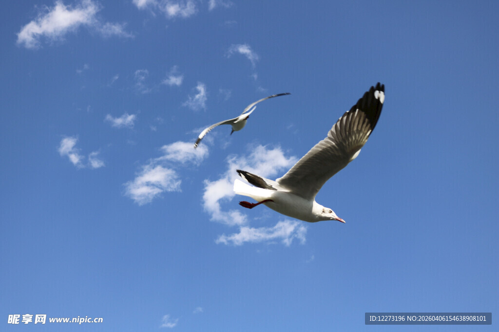 蓝天下飞翔的两只海鸥
