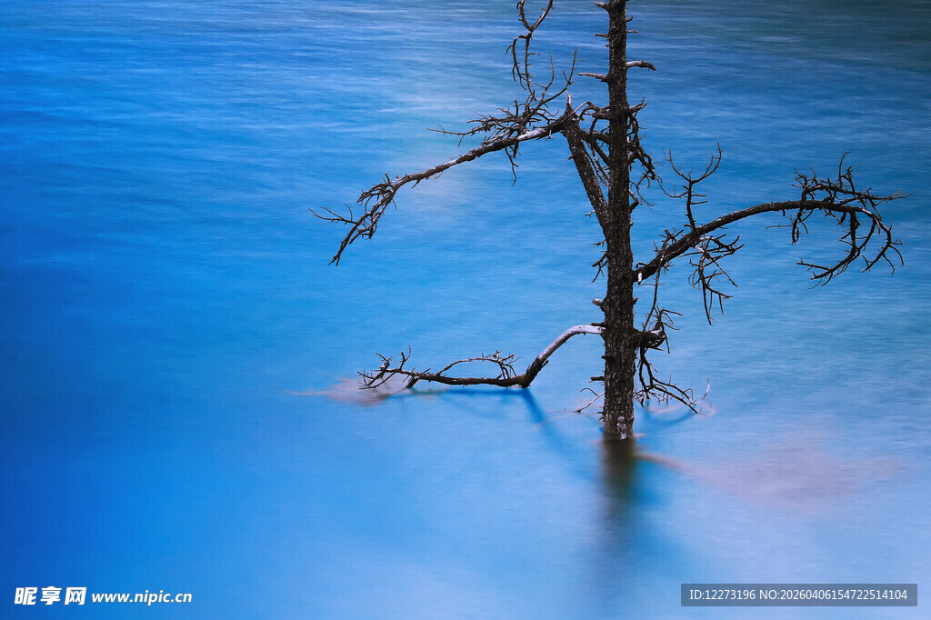 水中枯树 