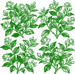 手绘茉莉花卉植物图案