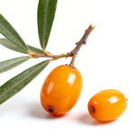 枝头沙棘果鲜橙色泽诱人