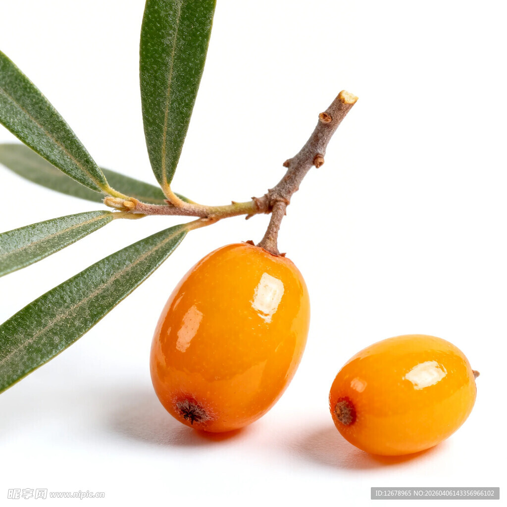 枝头沙棘果鲜橙色泽诱人