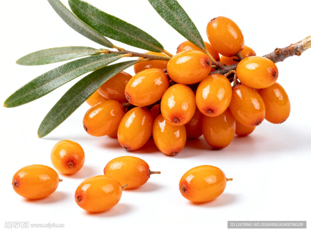 饱满沙棘果鲜润诱人