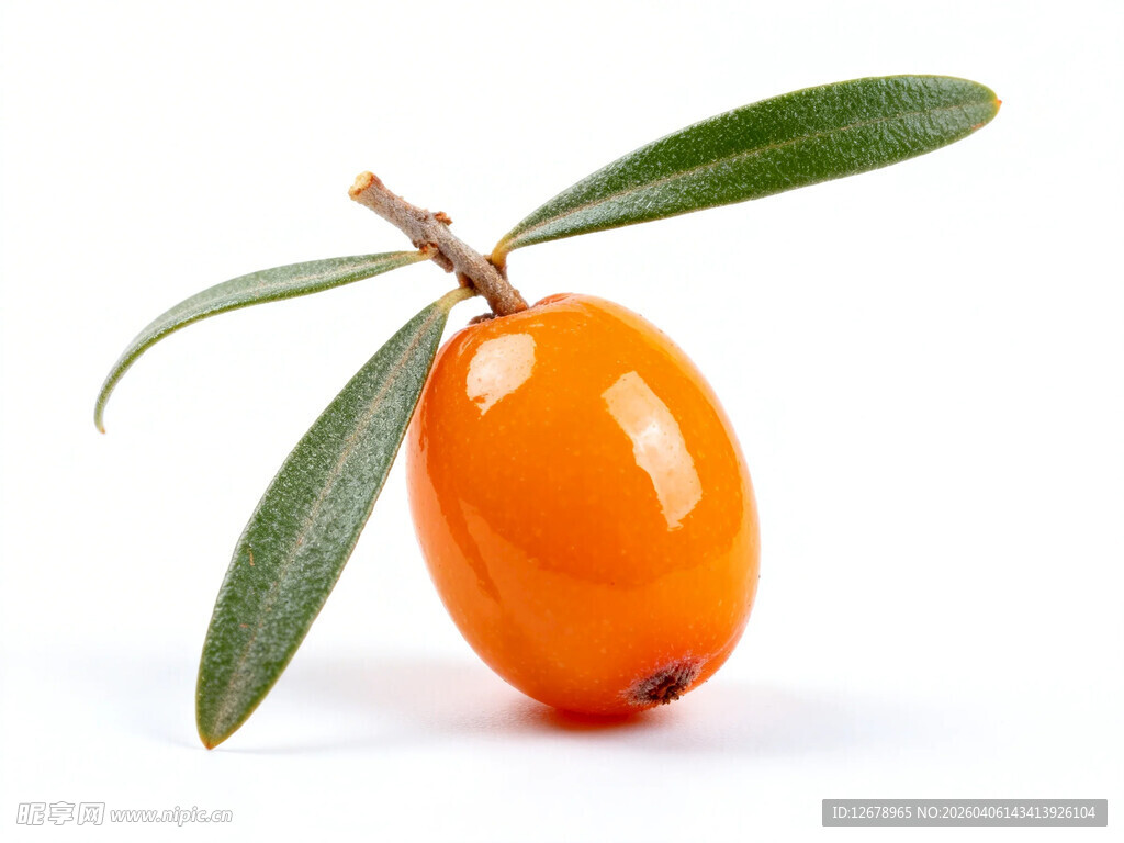 鲜橙沙棘果绿叶相伴