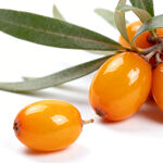 饱满沙棘果色泽诱人