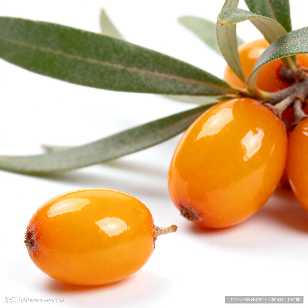 饱满沙棘果色泽诱人