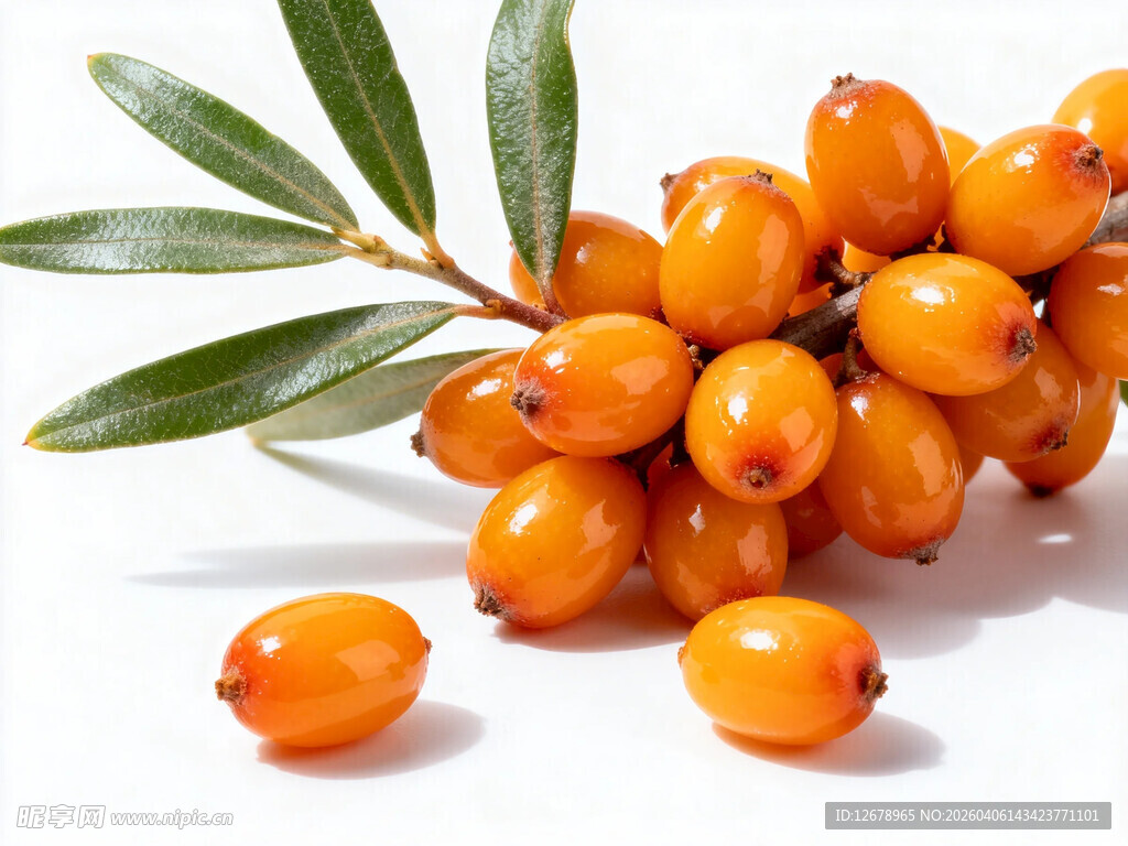 沙棘果实及枝叶特写