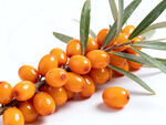 饱满沙棘果鲜润诱人