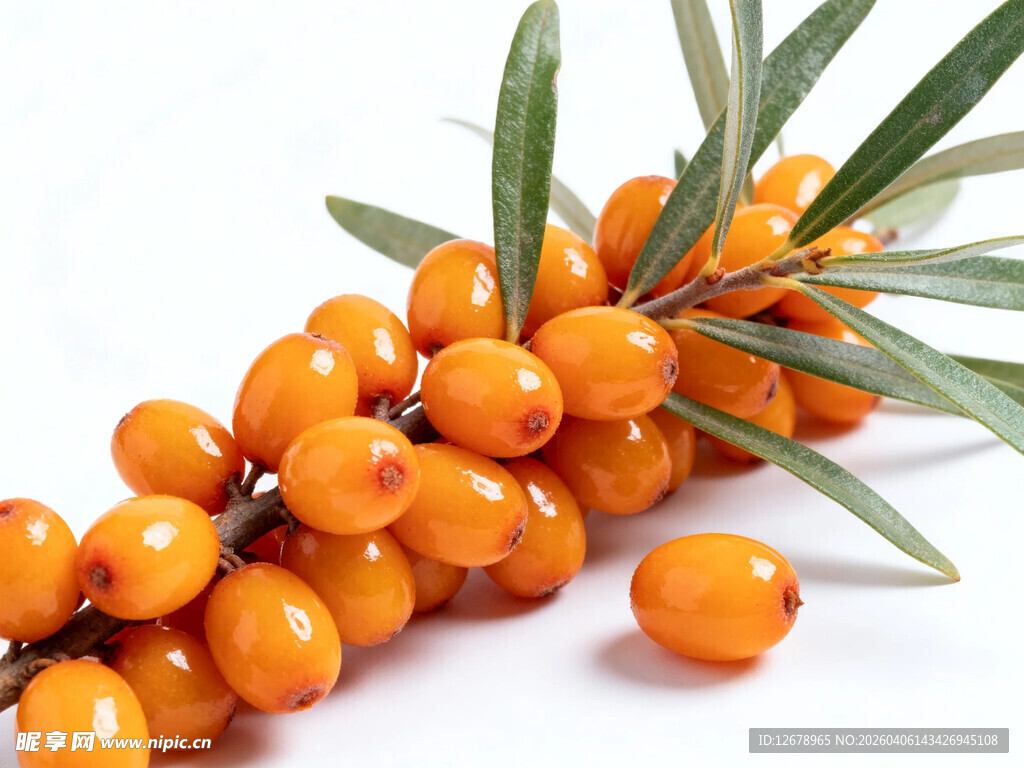 饱满沙棘果鲜润诱人