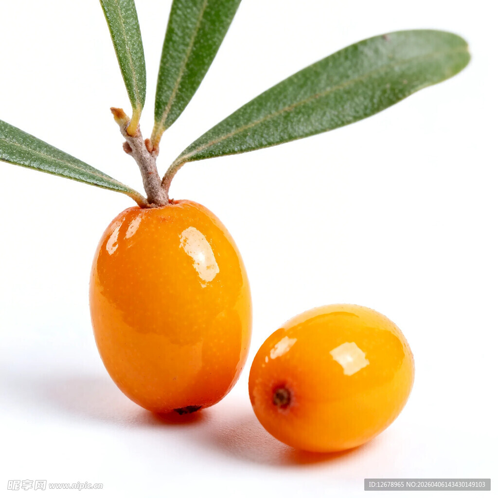 两个鲜橙色沙棘果特写