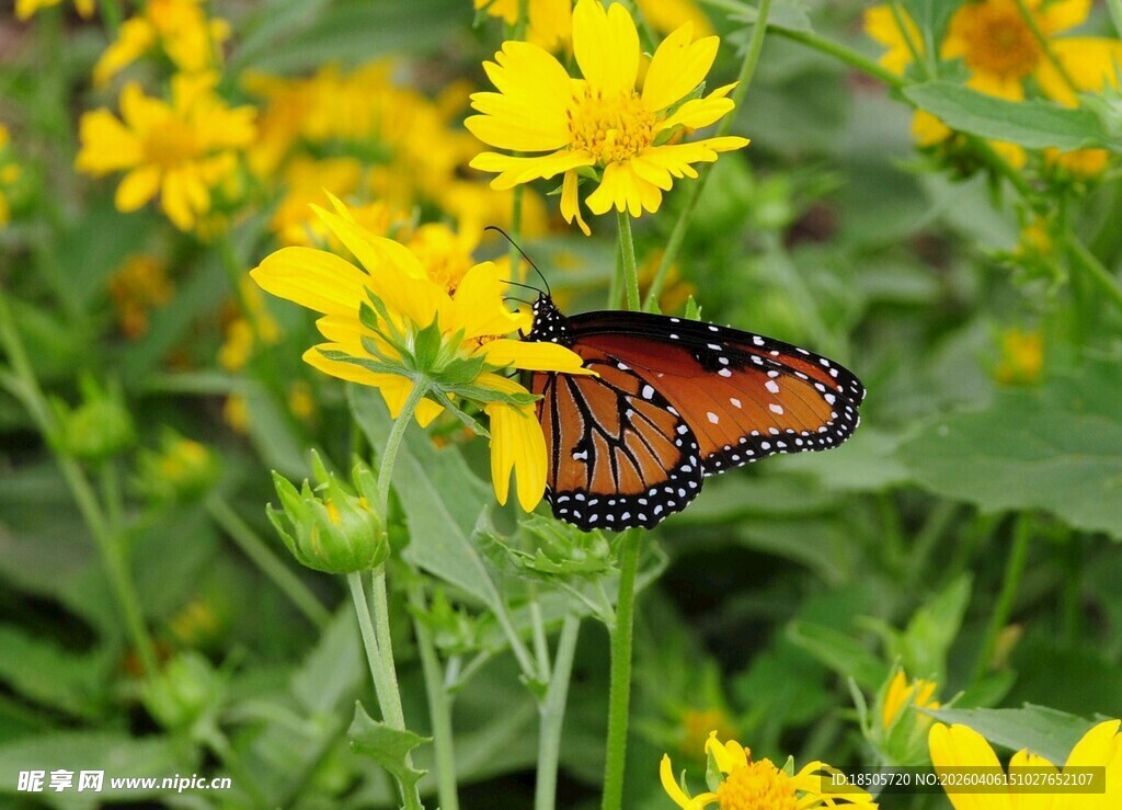 蝴蝶停驻黄色花朵间
