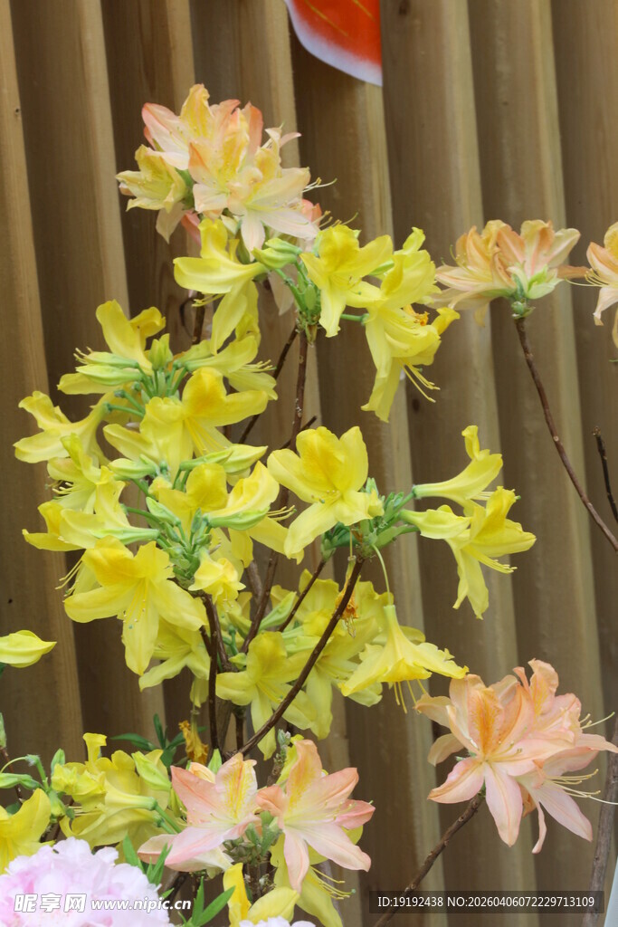 杜鹃花 