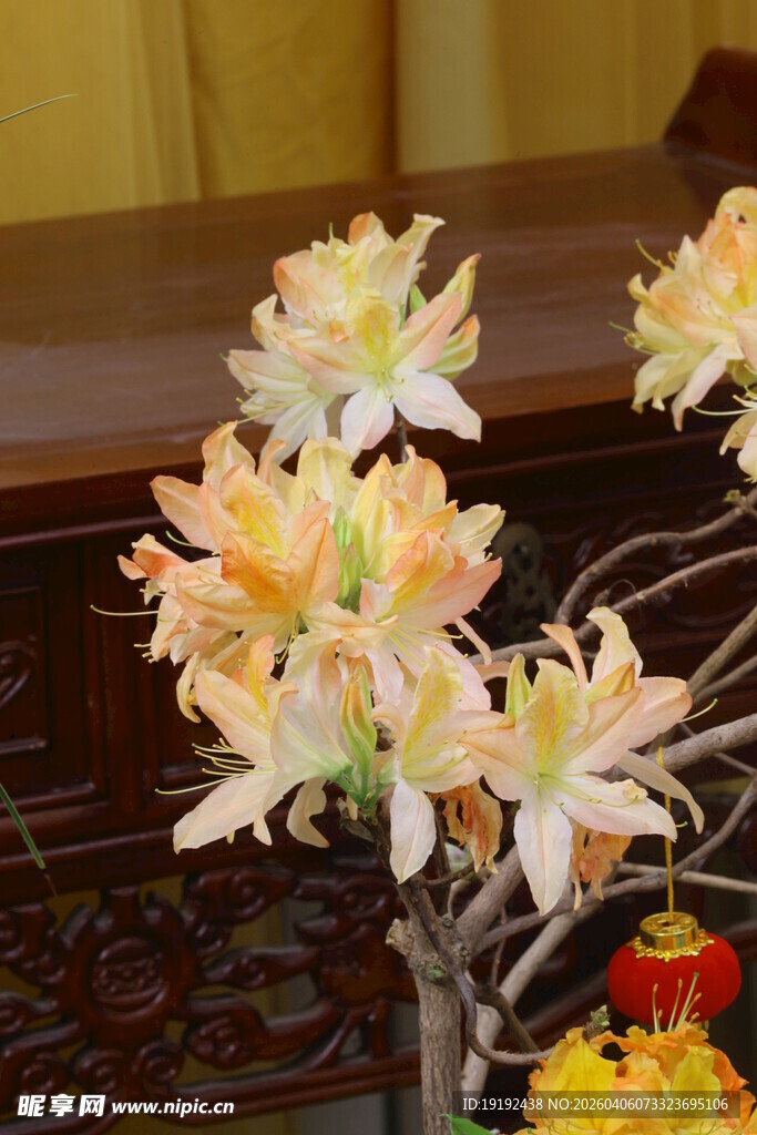 杜鹃花  