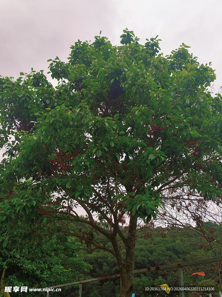 茂盛果树结满果实