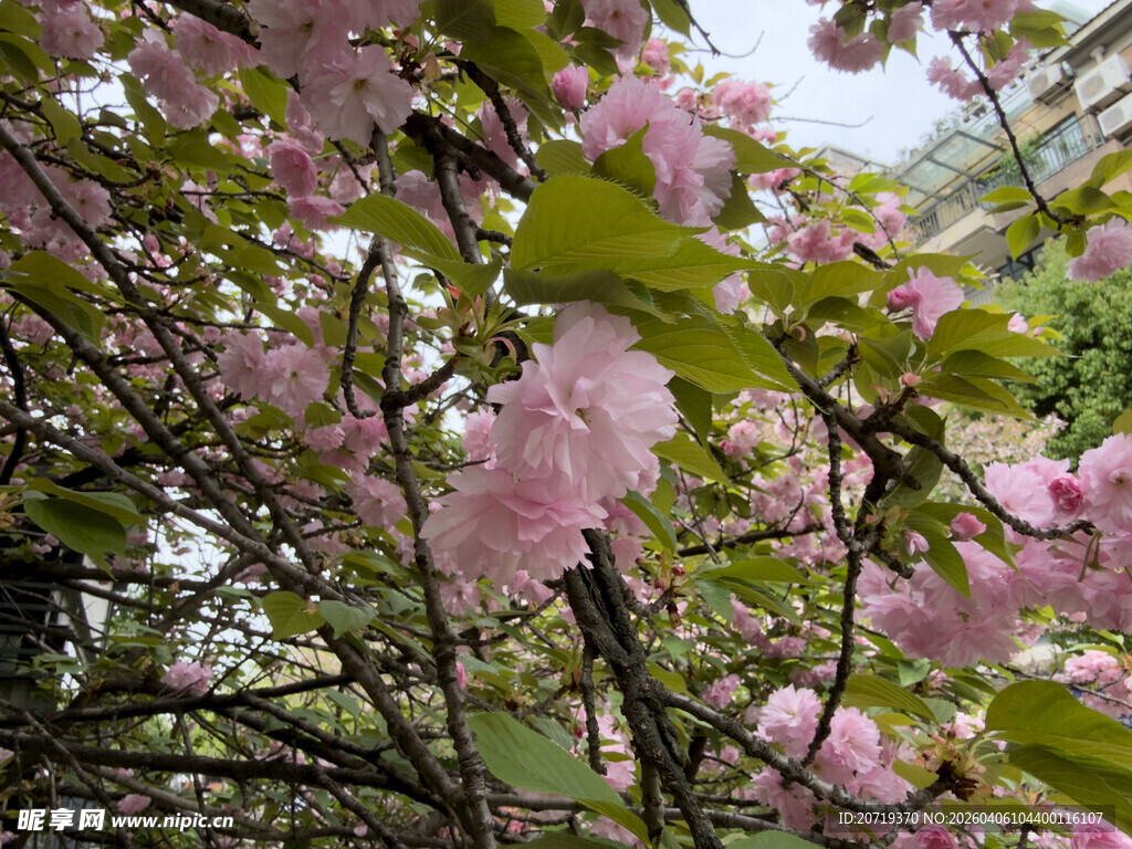 盛开的粉嫩樱花