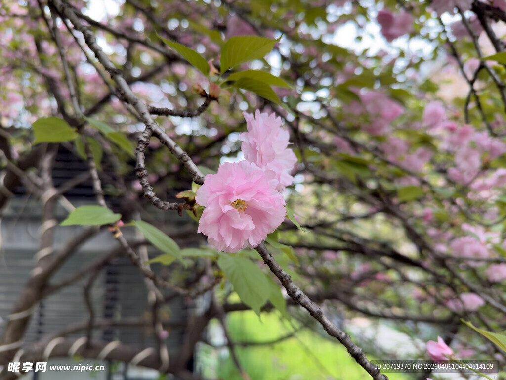 枝头绽放的粉嫩樱花