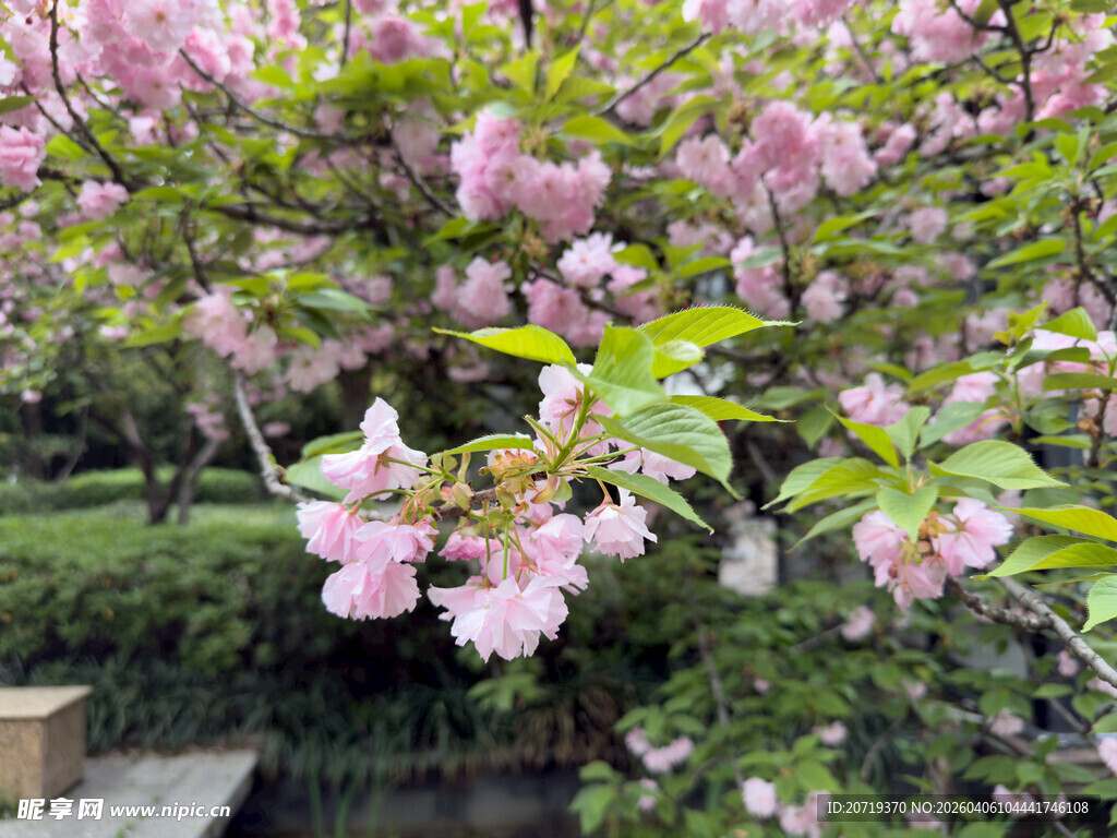 盛开的粉色繁花美景