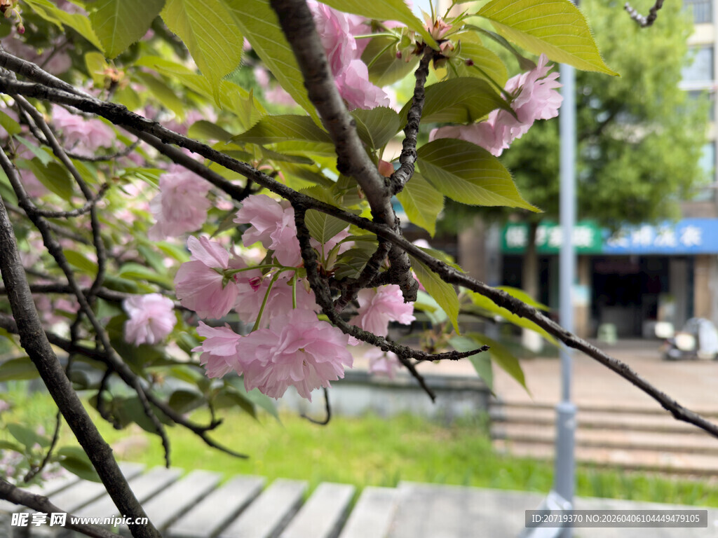 街头绽放的烂漫粉色花枝