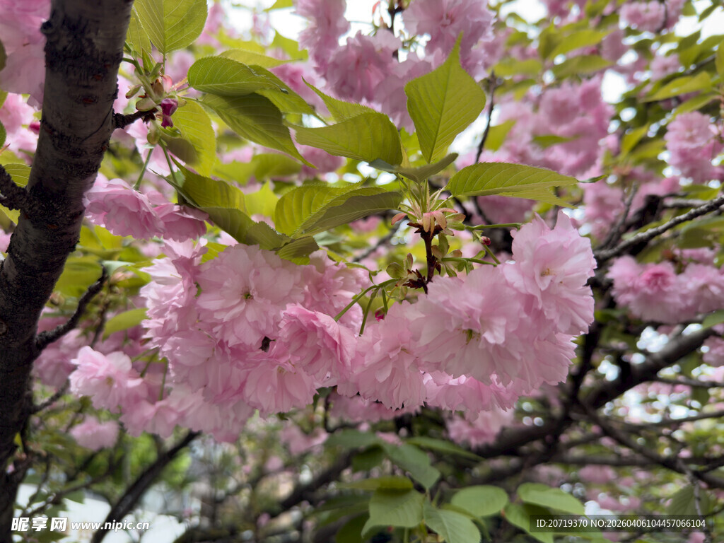 烂漫盛开的粉色樱花树