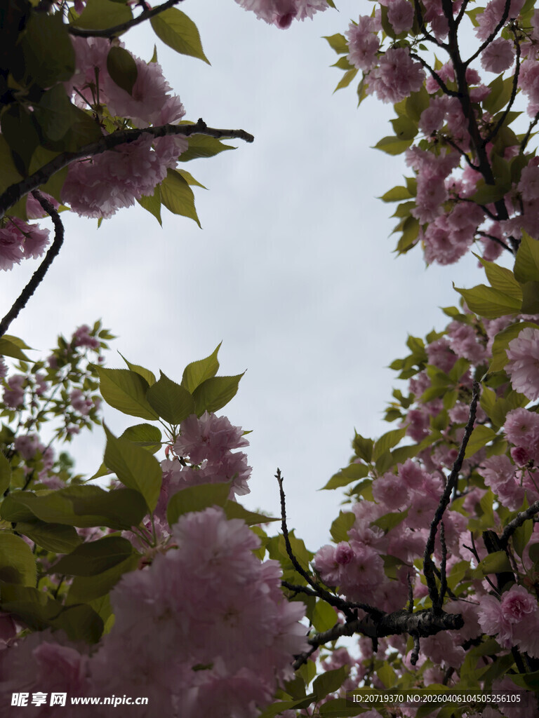 春日繁花盛开的烂漫景象