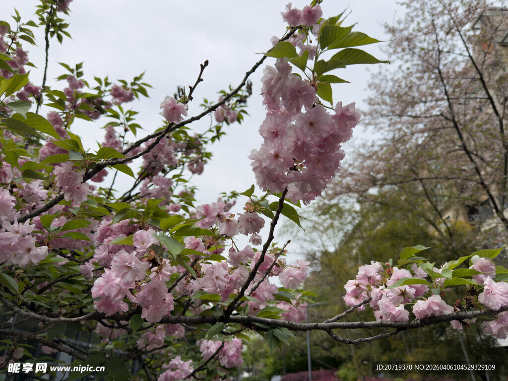枝头绽放的粉嫩樱花