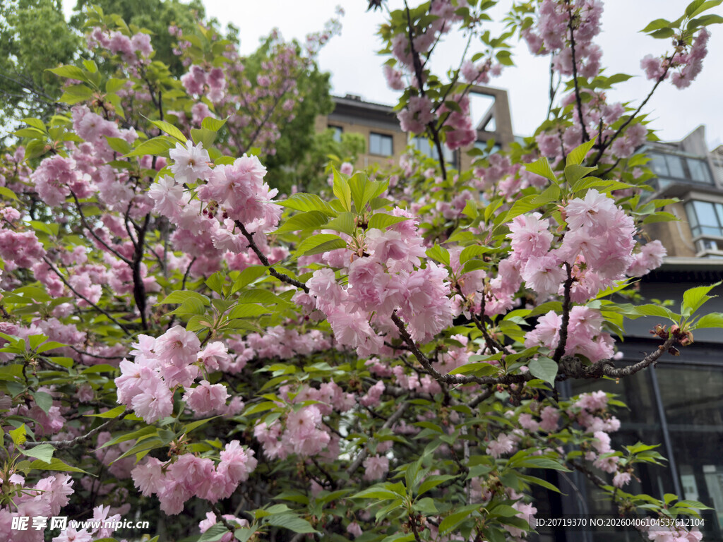 枝头绽放的粉嫩樱花