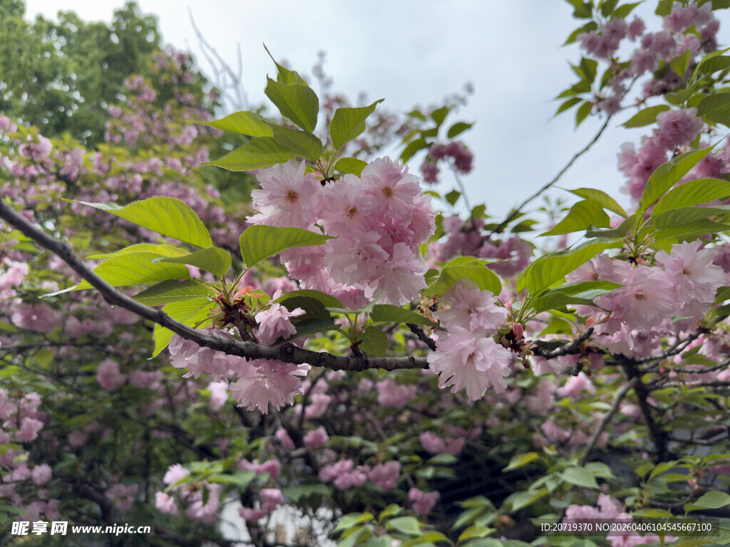 烂漫樱花绽放枝头