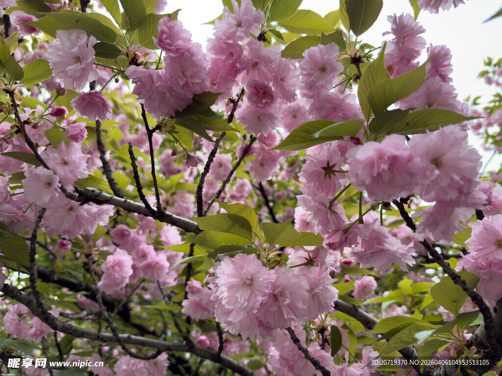 烂漫粉色樱花枝头绽放