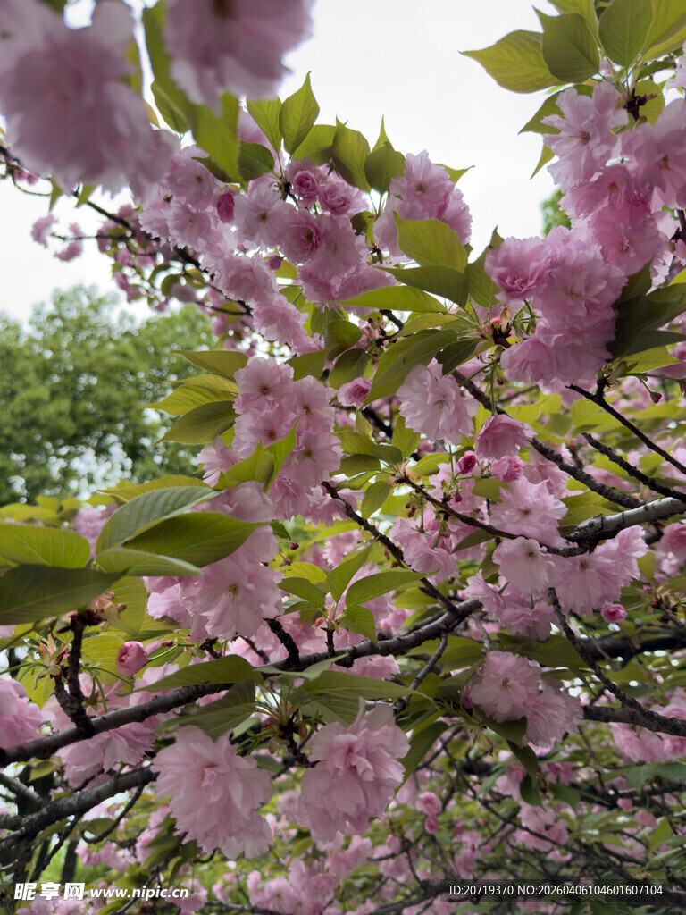 盛开的烂漫樱花树
