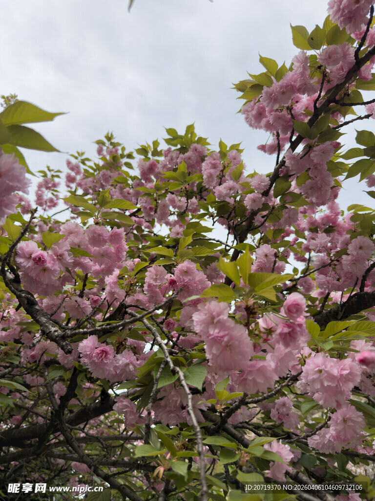 盛开的粉色樱花树