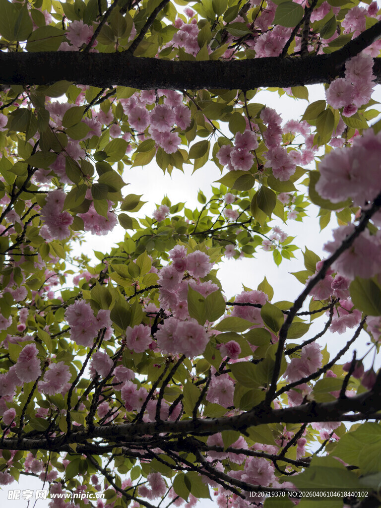 繁花满枝的烂漫春日景象
