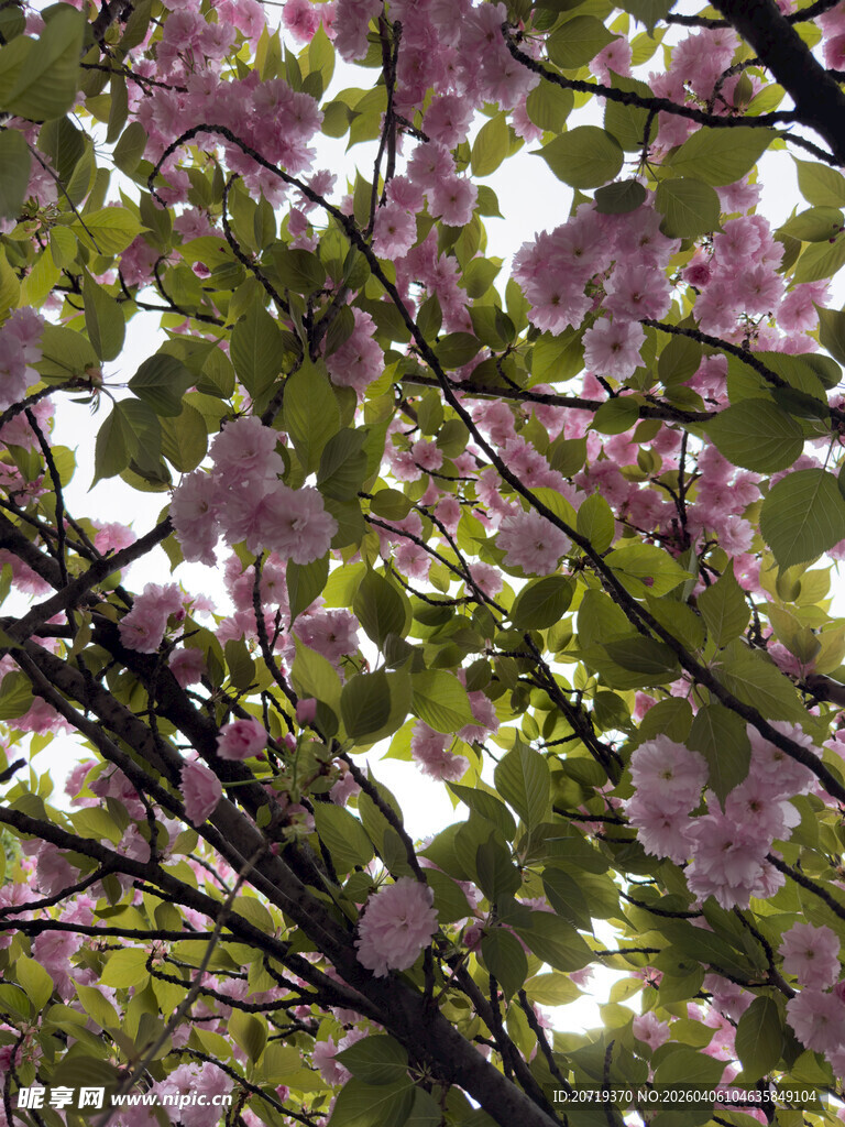 繁花满枝的烂漫春日景象