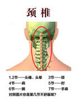 颈椎结构图示
