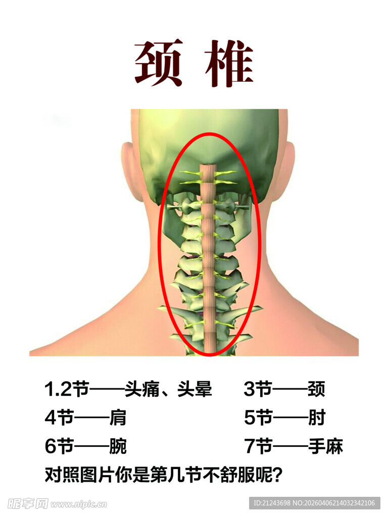颈椎结构图示