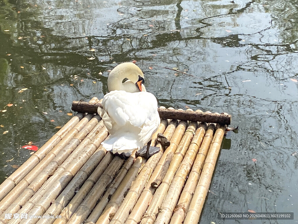 竹筏上的天鹅