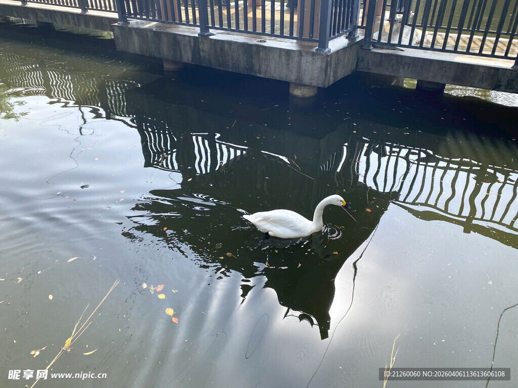 水中天鹅倒影