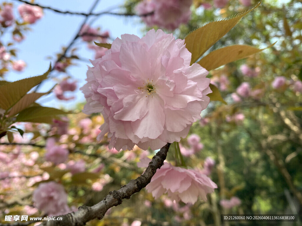 娇艳绽放的粉色樱花