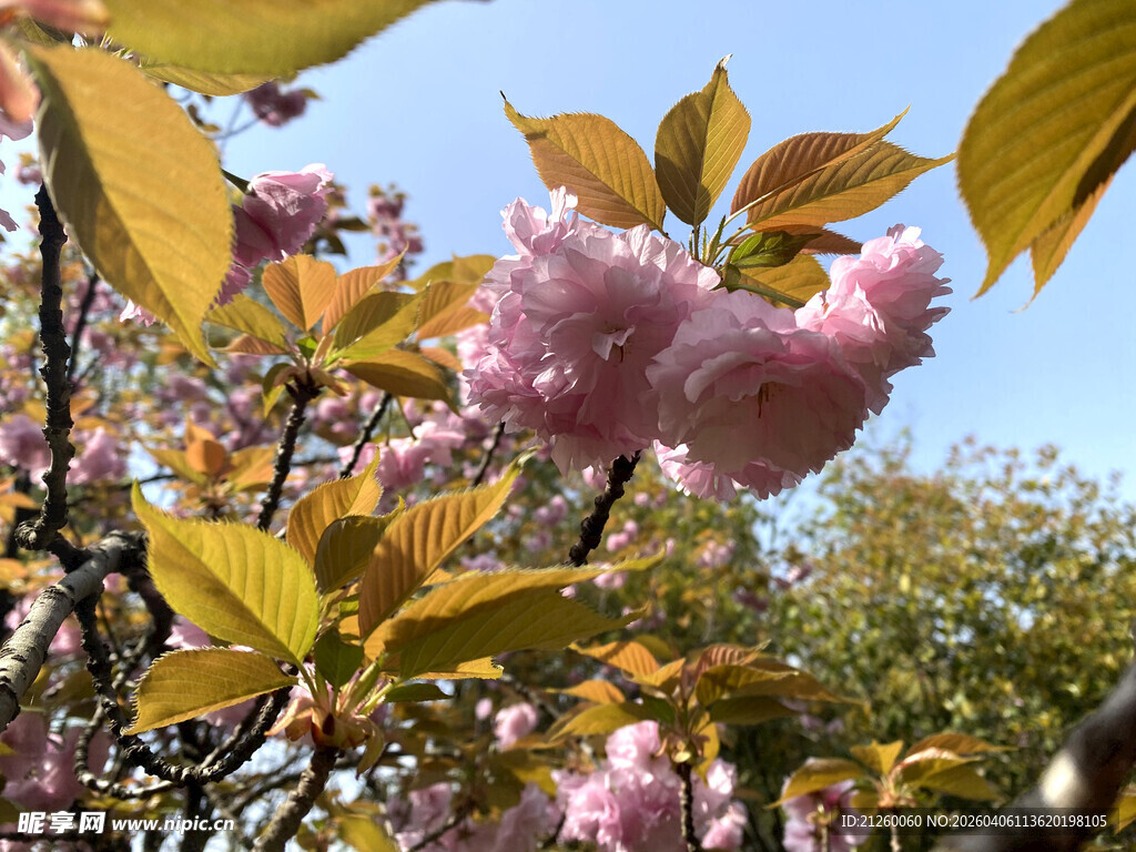 春日烂漫樱花枝头绽放
