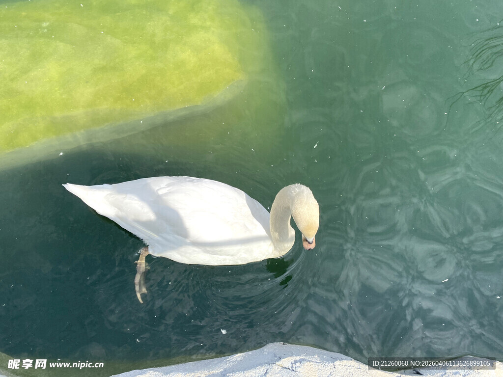 水中优雅白鹅